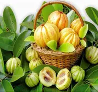 Moringa